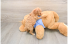 Sweet Toy Poodle Purebred Puppy