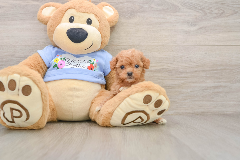 Poodle Puppy for Adoption