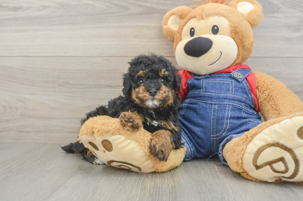 5 week old Poodle Puppy For Sale - Fairfield Furbabies