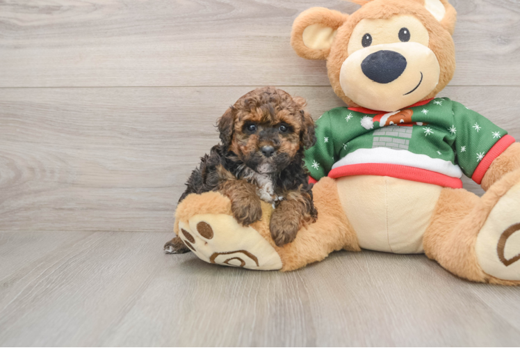 Poodle Pup Being Cute