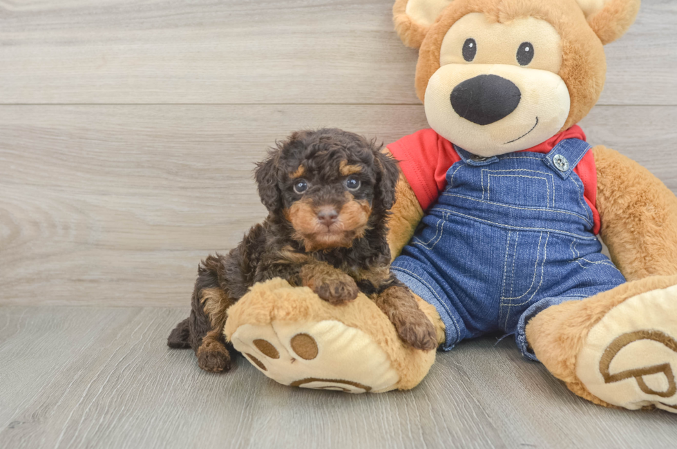5 week old Poodle Puppy For Sale - Fairfield Furbabies