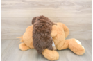 Smart Pudle Purebred Puppy