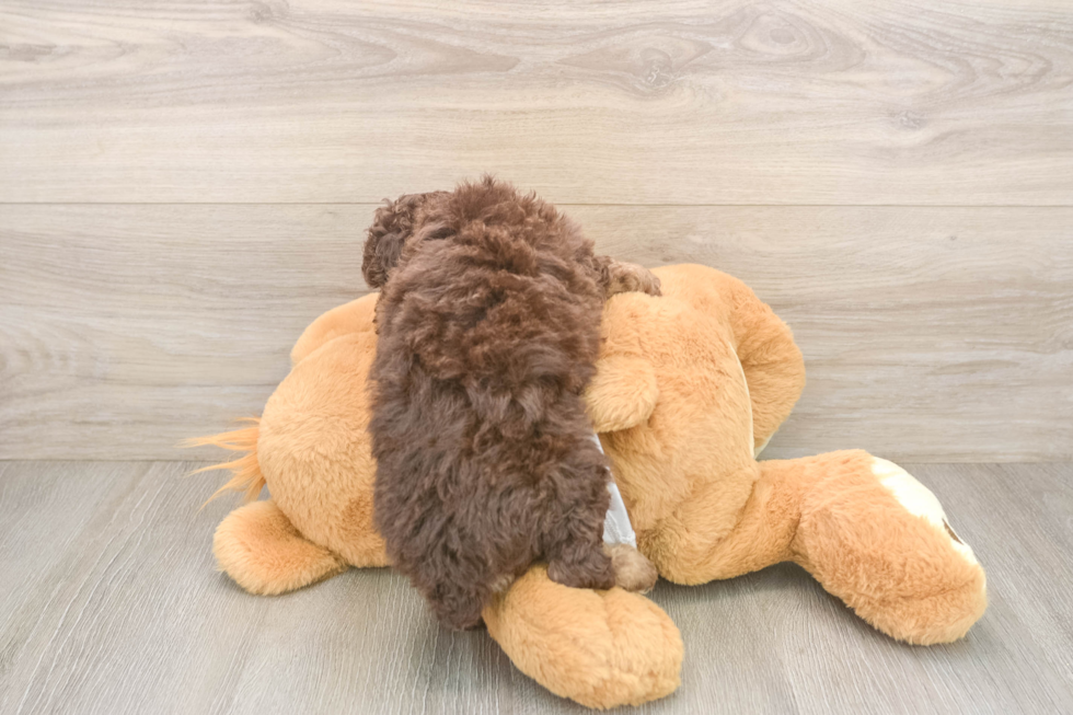 Smart Pudle Purebred Puppy