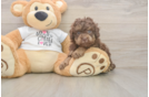 Funny Poodle Purebred Pup