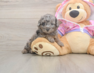 7 week old Poodle Puppy For Sale - Fairfield Furbabies