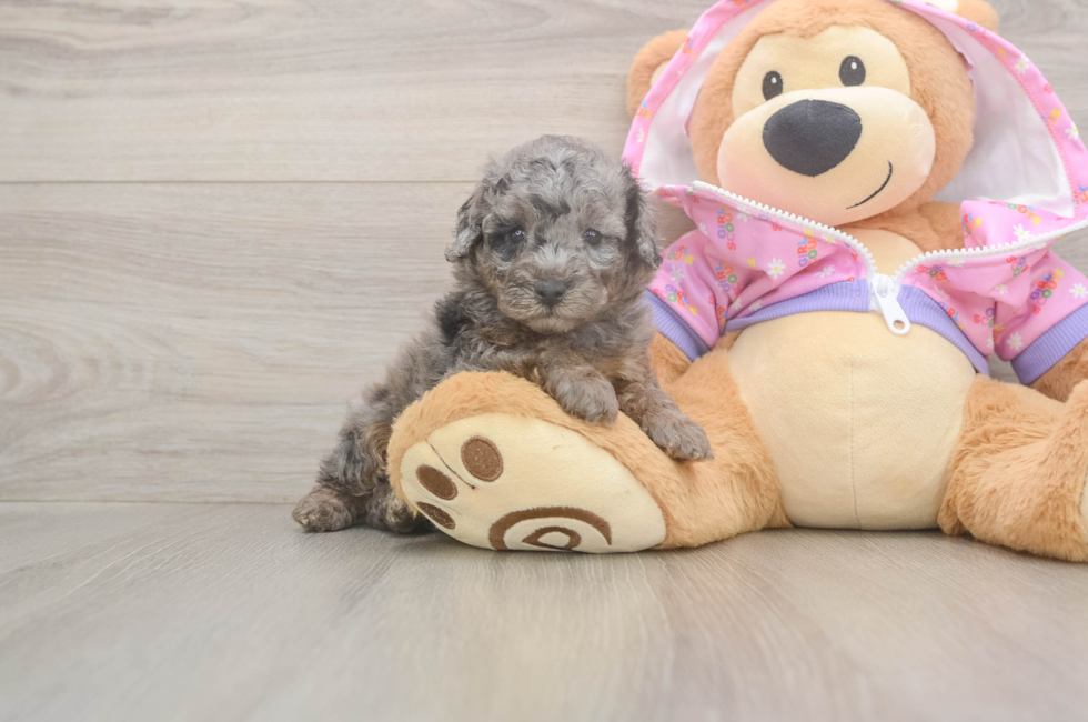 7 week old Poodle Puppy For Sale - Fairfield Furbabies