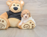 7 week old Poodle Puppy For Sale - Fairfield Furbabies