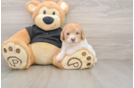 Sweet Toy Poodle Purebred Puppy