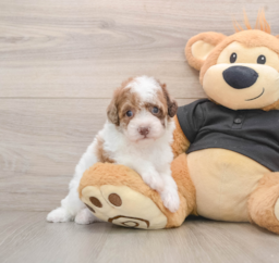 8 week old Poodle Puppy For Sale - Fairfield Furbabies