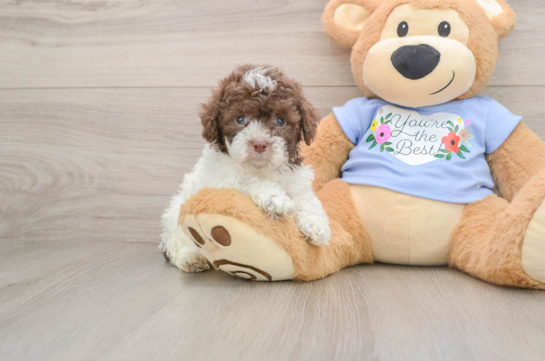 Little Poodle Purebred Pup