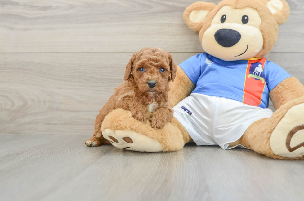 5 week old Poodle Puppy For Sale - Fairfield Furbabies