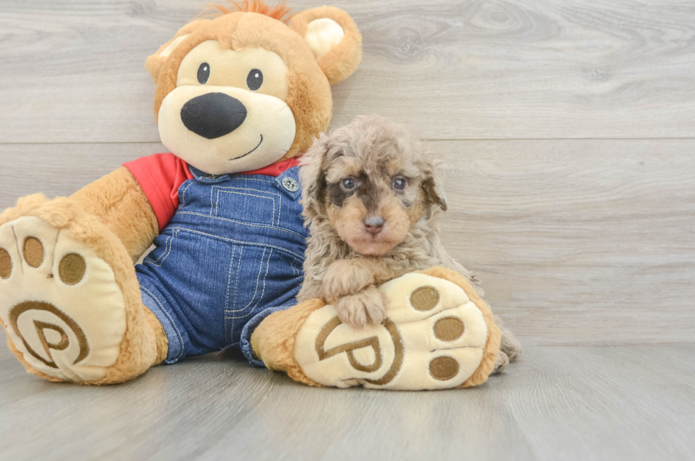5 week old Poodle Puppy For Sale - Fairfield Furbabies