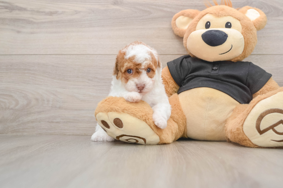 Best Poodle Baby