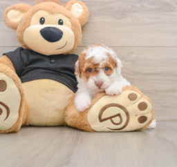 8 week old Poodle Puppy For Sale - Fairfield Furbabies