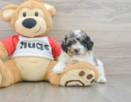 8 week old Poodle Puppy For Sale - Fairfield Furbabies