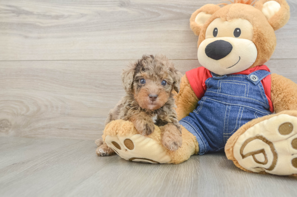 5 week old Poodle Puppy For Sale - Fairfield Furbabies