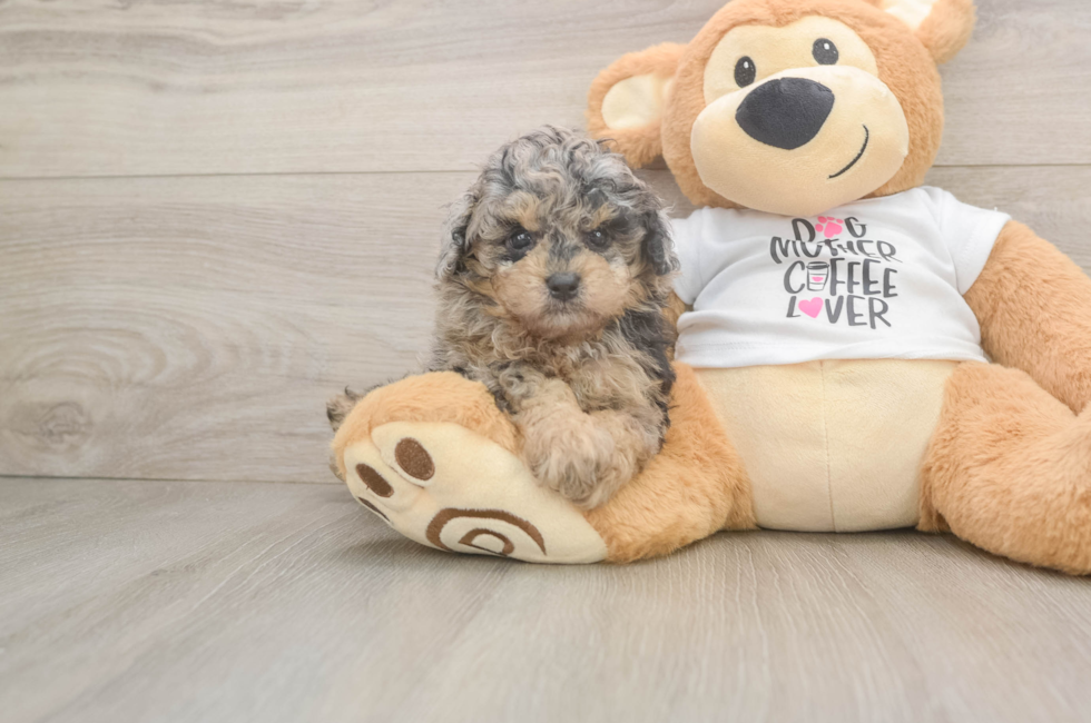 5 week old Poodle Puppy For Sale - Fairfield Furbabies