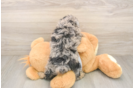 Little Poodle Purebred Pup