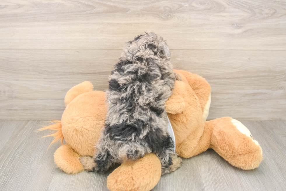 Little Poodle Purebred Pup
