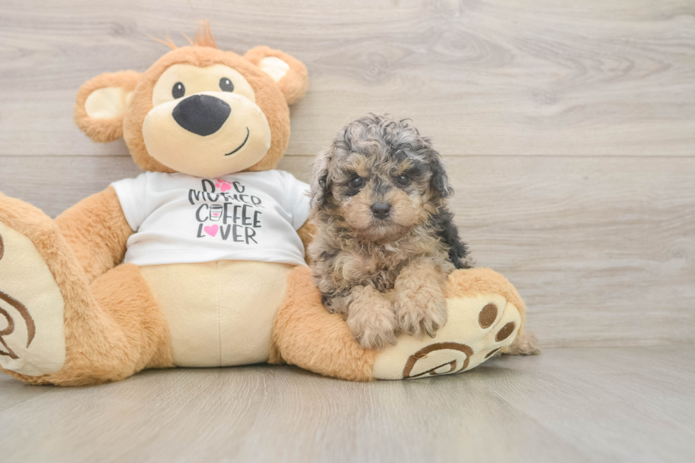 Poodle Puppy for Adoption