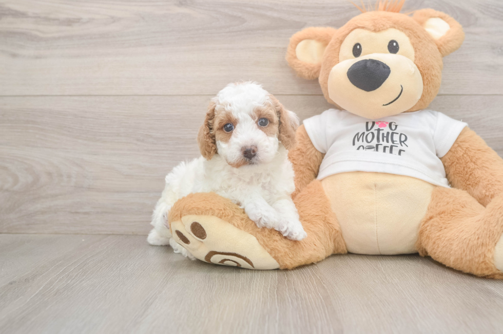 6 week old Poodle Puppy For Sale - Fairfield Furbabies