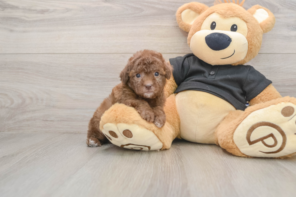 Poodle Pup Being Cute