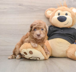 8 week old Poodle Puppy For Sale - Fairfield Furbabies