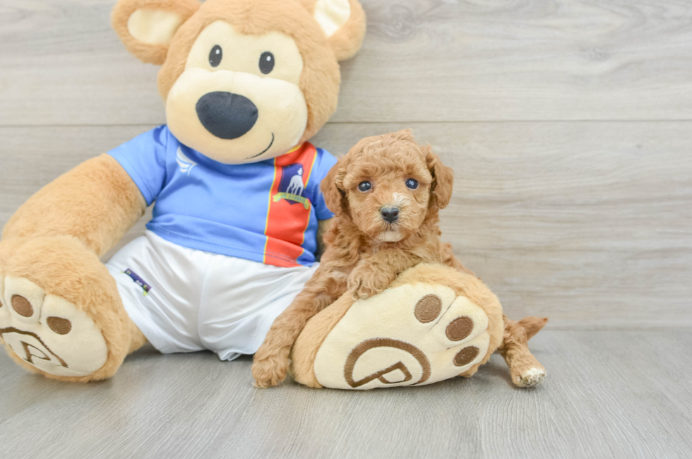 5 week old Poodle Puppy For Sale - Fairfield Furbabies