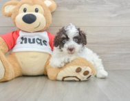 8 week old Poodle Puppy For Sale - Fairfield Furbabies