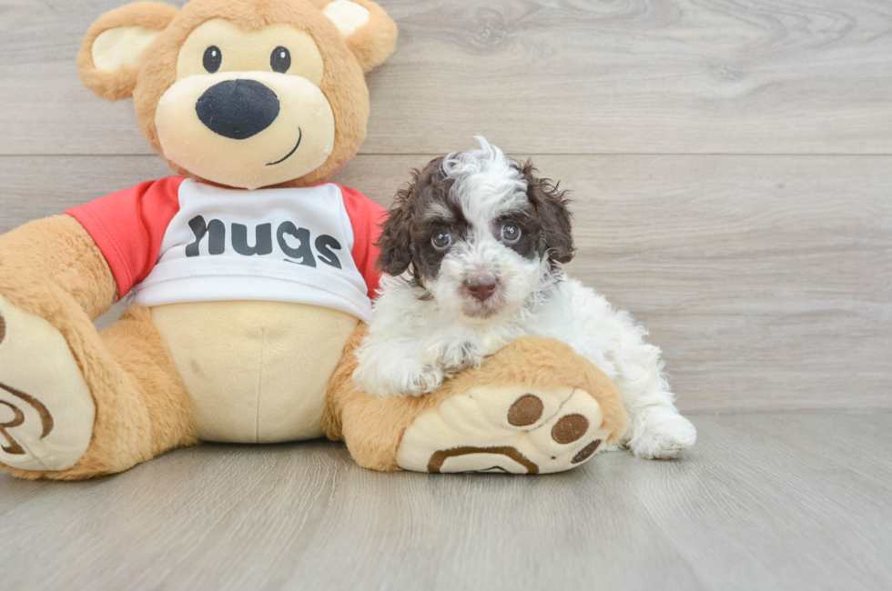 8 week old Poodle Puppy For Sale - Fairfield Furbabies