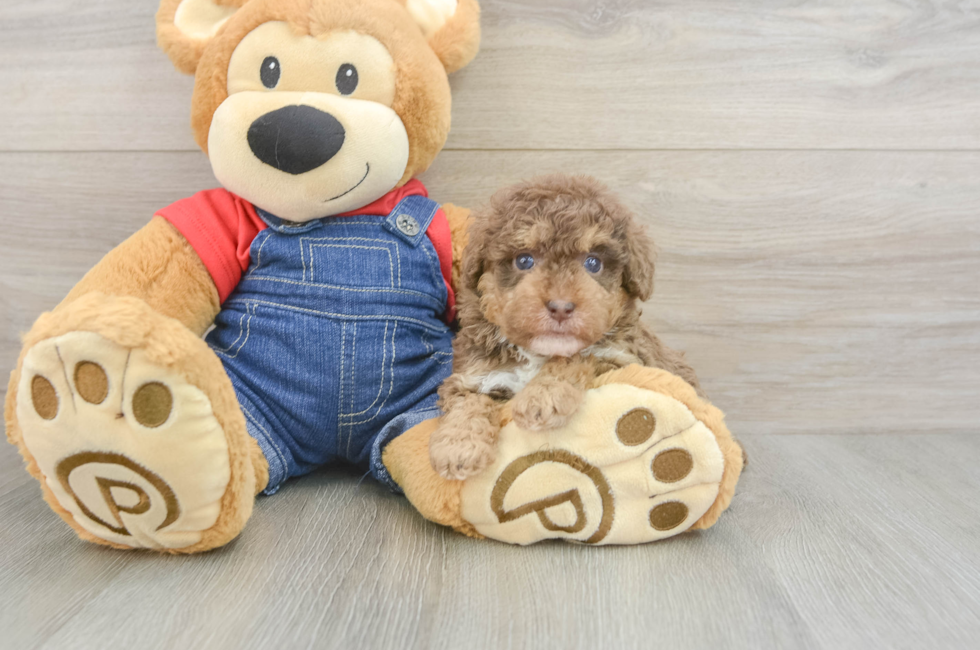 5 week old Poodle Puppy For Sale - Fairfield Furbabies