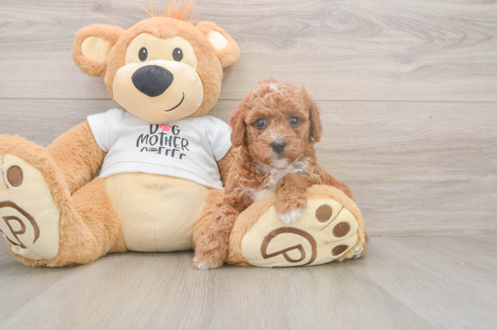 7 week old Poodle Puppy For Sale - Fairfield Furbabies