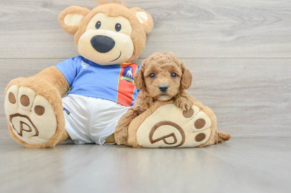 5 week old Poodle Puppy For Sale - Fairfield Furbabies