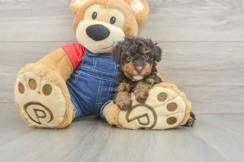 5 week old Poodle Puppy For Sale - Fairfield Furbabies