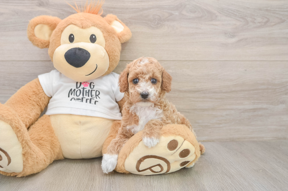 6 week old Poodle Puppy For Sale - Fairfield Furbabies