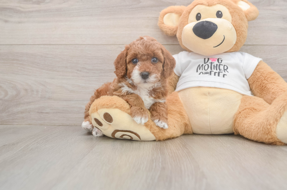 6 week old Poodle Puppy For Sale - Fairfield Furbabies