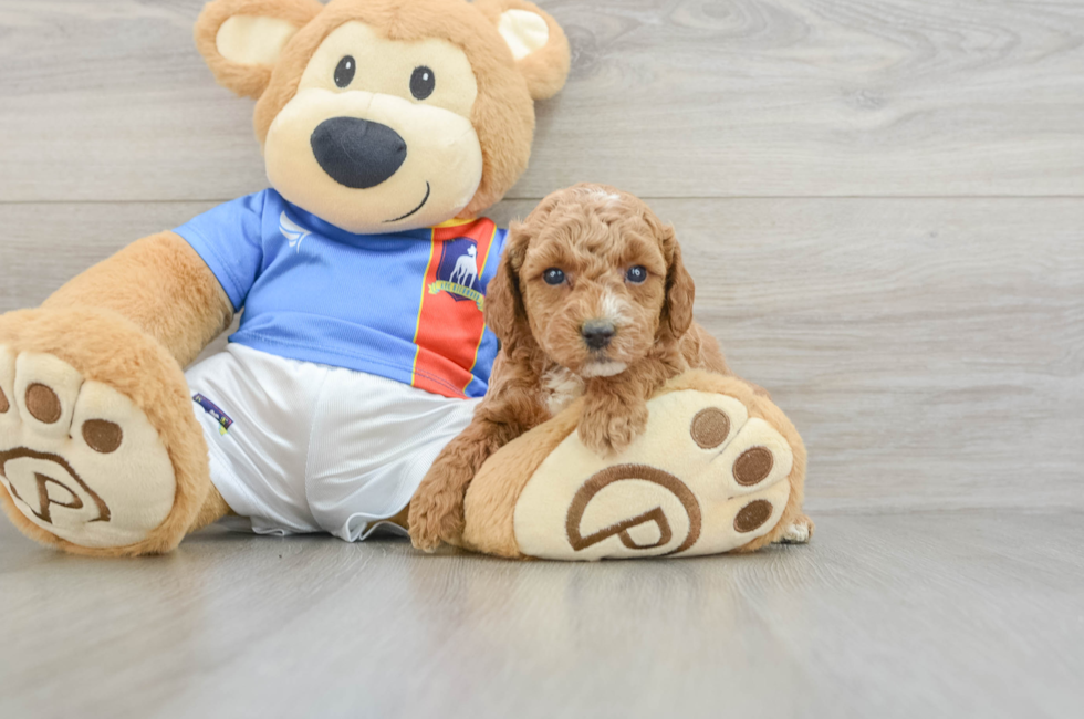 5 week old Poodle Puppy For Sale - Fairfield Furbabies