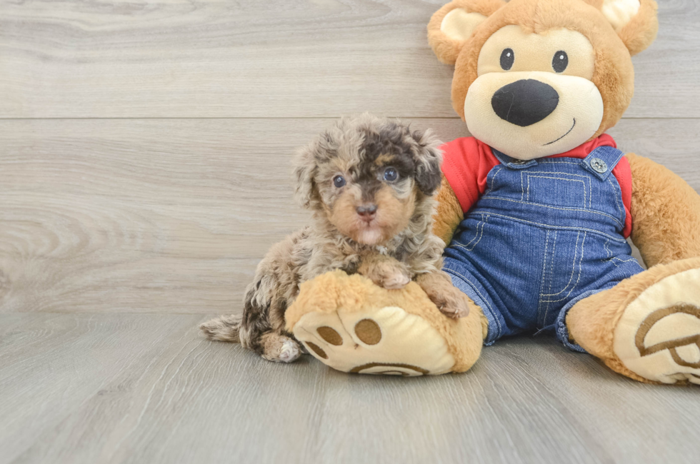 5 week old Poodle Puppy For Sale - Fairfield Furbabies