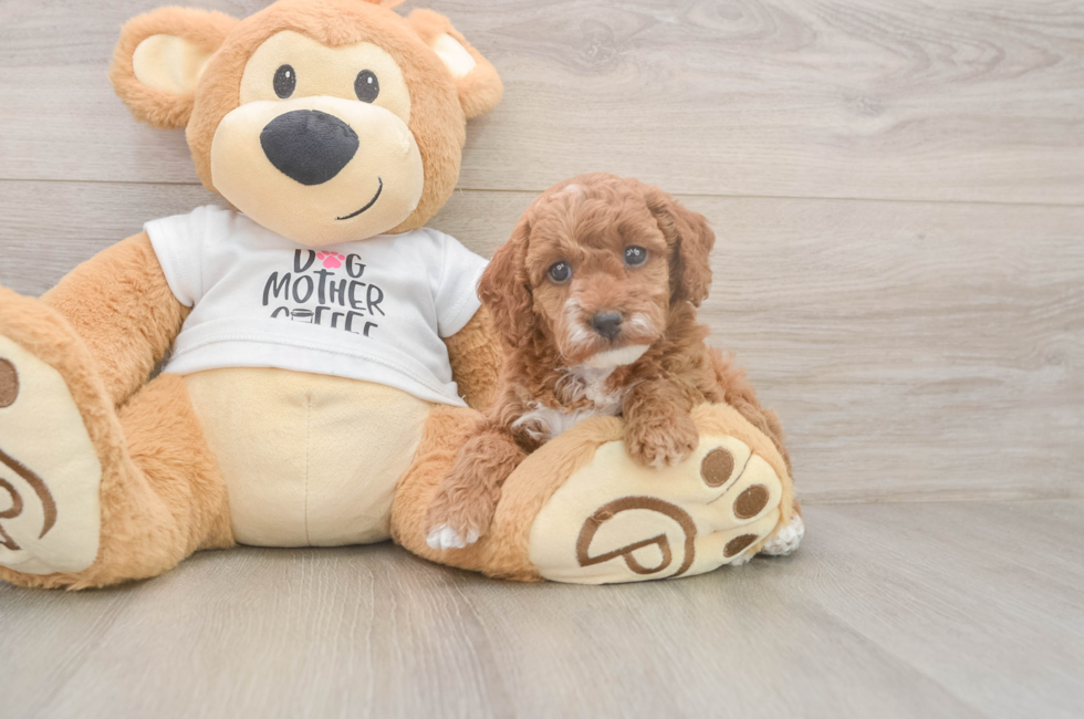 6 week old Poodle Puppy For Sale - Fairfield Furbabies