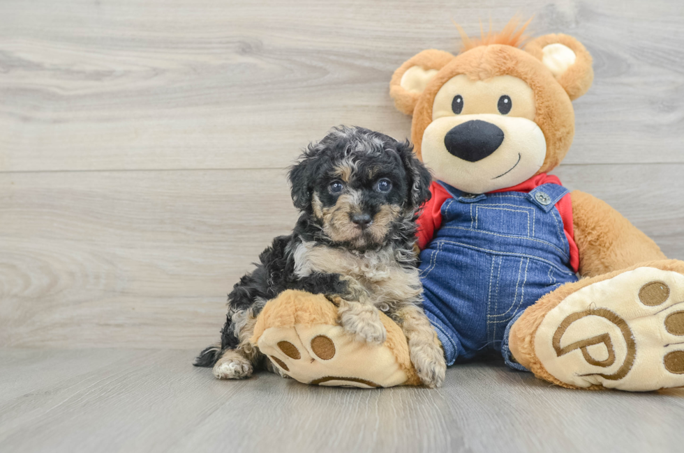 5 week old Poodle Puppy For Sale - Fairfield Furbabies