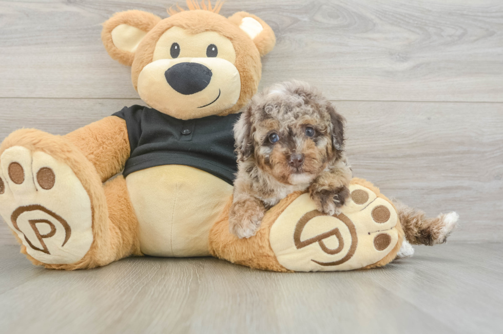 5 week old Poodle Puppy For Sale - Fairfield Furbabies