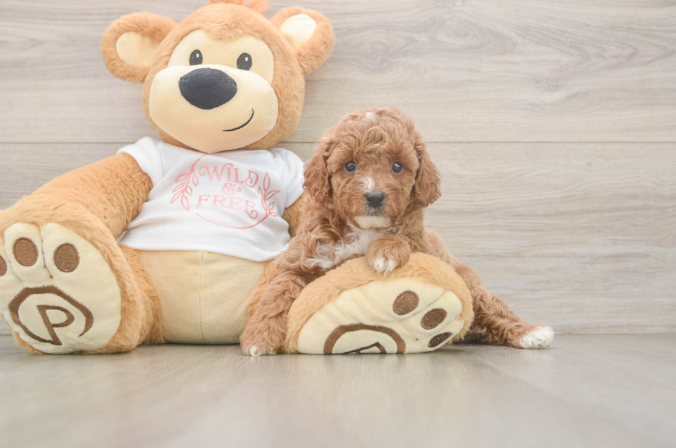 5 week old Poodle Puppy For Sale - Fairfield Furbabies