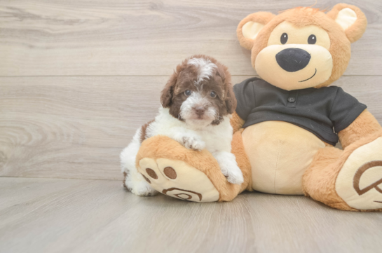 6 week old Poodle Puppy For Sale - Fairfield Furbabies Little Poodle Purebred Pup