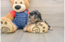 Energetic Pudel Purebred Puppy