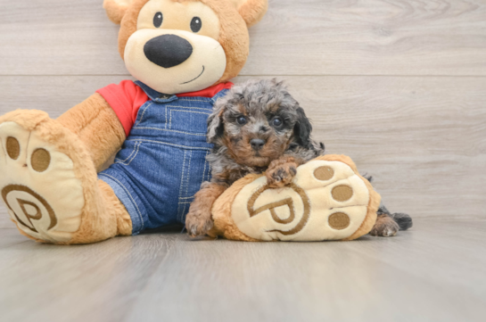 Funny Poodle Baby