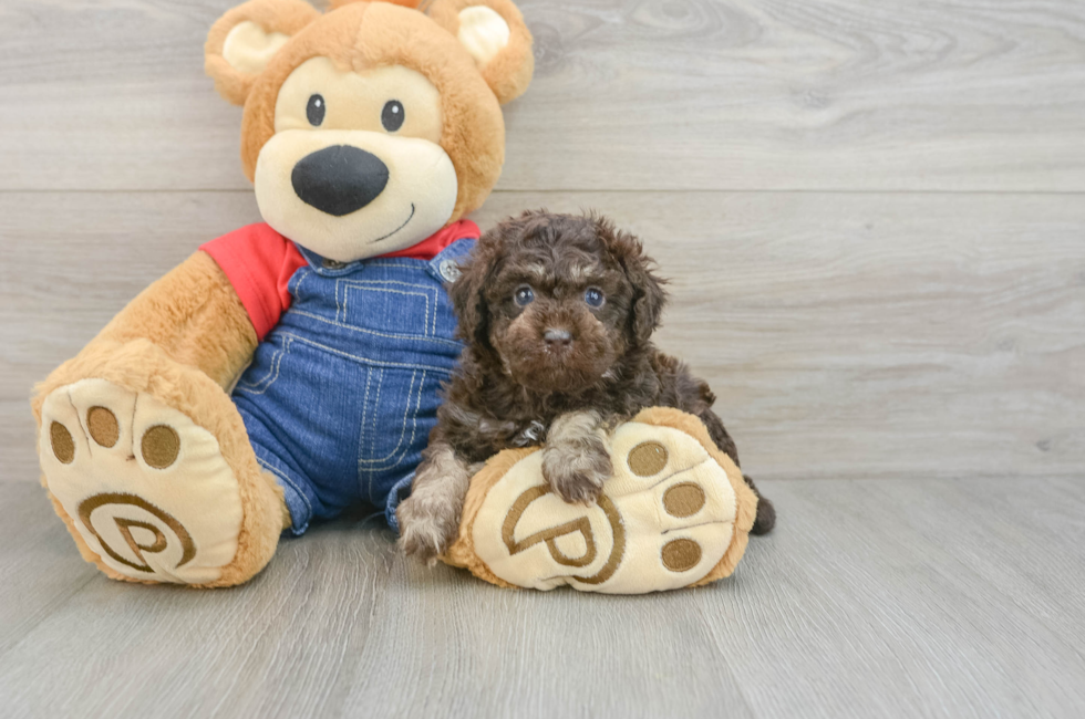 5 week old Poodle Puppy For Sale - Fairfield Furbabies