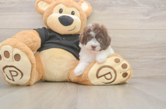 6 week old Poodle Puppy For Sale - Fairfield Furbabies Hypoallergenic Poodle Purebred Pup