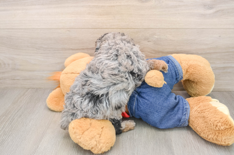 Little Poodle Purebred Pup
