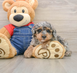 8 week old Poodle Puppy For Sale - Fairfield Furbabies