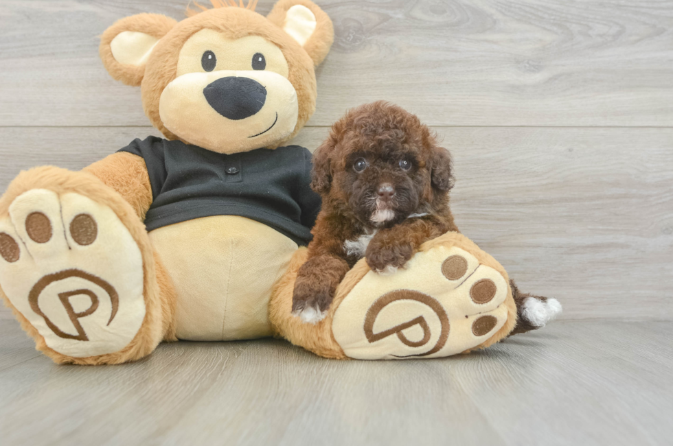 5 week old Poodle Puppy For Sale - Fairfield Furbabies